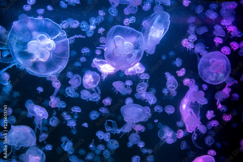 Canvas Prints Jellyfish moving through water