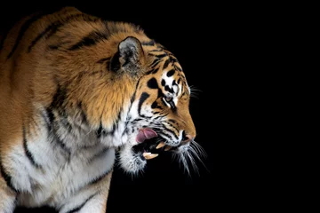 Foto auf Glas Tigerportrait auf schwarzem Hintergrund © byrdyak