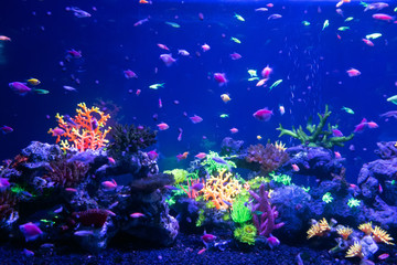 Underwater world fish Aquarium