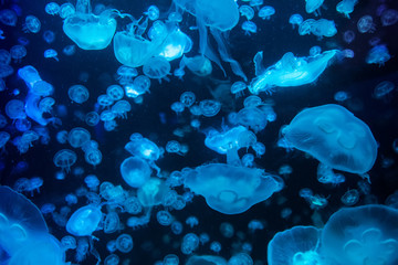 Fototapeta na wymiar Jellyfish moving through water
