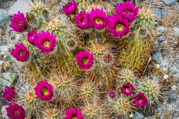 A pink flowering cactus plants in Palm Spring, California