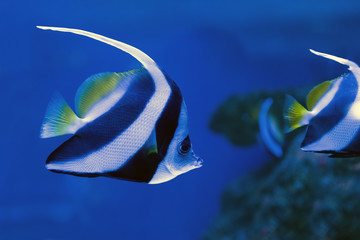 Moorish idol swimming in the aquarium
