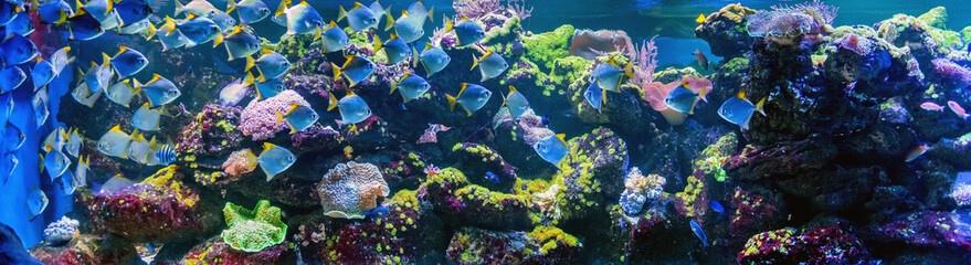 Naklejka na ściany i meble Underwater world fish aquarium
