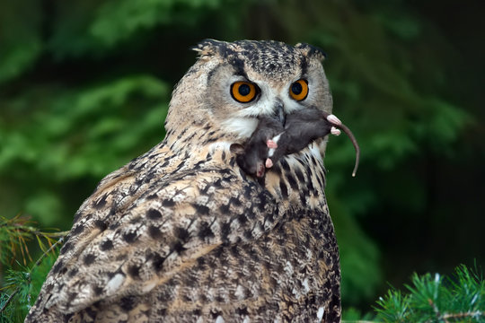 Big Owl eating a mouse