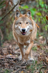 Wolf in autumn forest