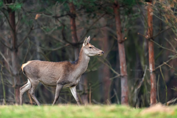 Female roe deer standing in a forest