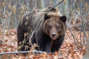 Bear in autumn forest
