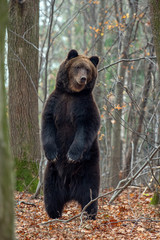 Bear standing on his hind legs in the autumn forest
