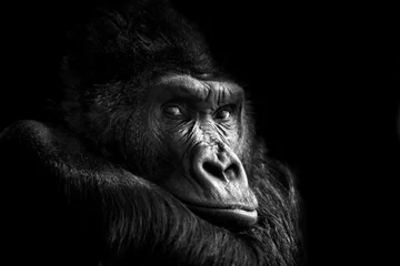 Stickers pour porte Best-sellers Animaux Portrait d& 39 un gorille