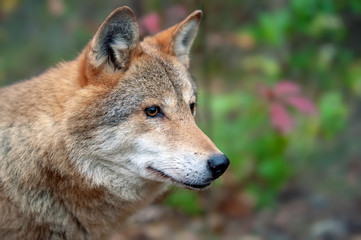 Naklejka na ściany i meble Portrait wolf in autumn forest