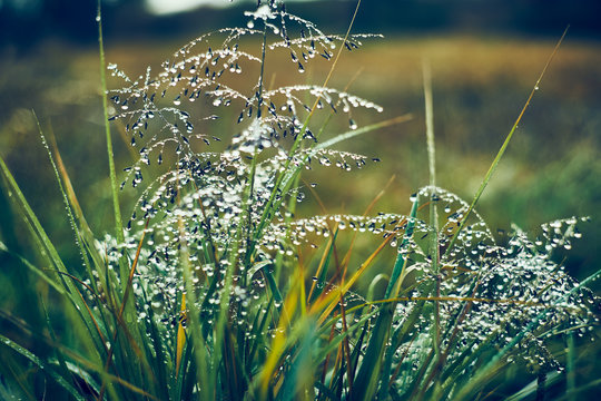 草に付いた朝露
