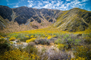 Obraz premium A beautiful overlooking view of nature in Palm Spring, California