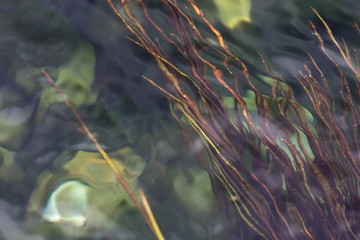 Abstract nature background image of the clear fresh water of Waikoropupu Springs, New Zealand.