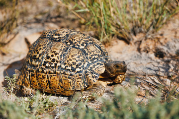 turtle leopard tortoise, South Africa wildlife