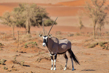Gemsbok, Oryx gazelle on dune, Namibia Wildlife