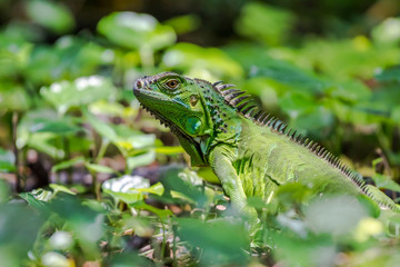 Green Iguana