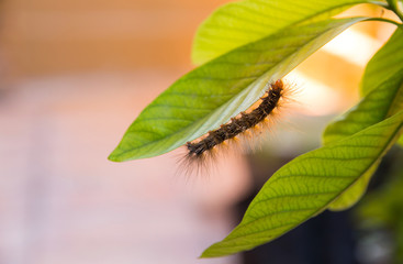 Worm eating the leaf on green leaf blur background,Caterpillars eating leaves