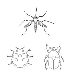 Isolated object of insect and fly symbol. Collection of insect and element stock symbol for web.