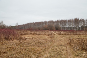 Yellow landscape in autumn cloudy day with field full of dry grass and road