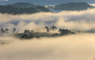 Obraz na płótnie Canvas Fantastic foggy forest with pine tree in the sunlight. Sun beams through tree. Beauty world