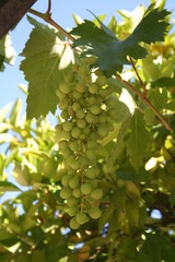 Uvas Blancas