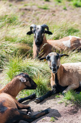 Three goats laying on the grass at the farm