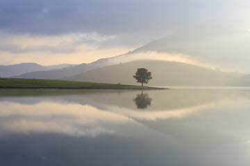 Alone tree by lake 