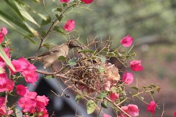 bird on branch