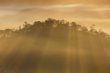 Fantastic foggy forest with pine tree in the sunlight. Sun beams through tree. Beauty world