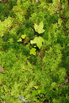 Plume moss at John Hay National Wildlife Refuge, New Hampshire.
