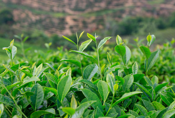 Tea leaf in tea plantation