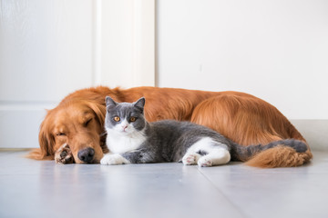 Golden Hound and British short-haired cat