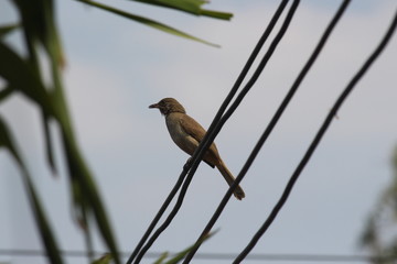 bird on branch