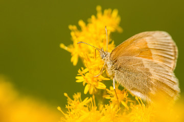 Common ringlet butterfly on goldenrod flowers in Sunapee, New Hampshire.