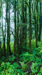 Fototapeta na wymiar Forest tree and foggy on mountains is rain of season wallpaper background