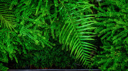 Green Fern leaf background foliage natural floral on garden