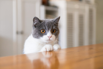 Cute British short-haired cat