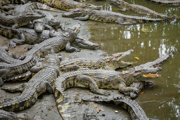 Portrait of many crocodiles at the farm in Vietnam, Asia.