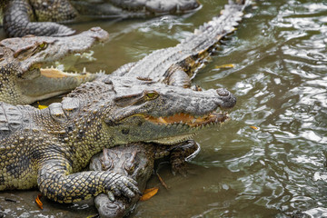 Portrait of many crocodiles at the farm in Vietnam, Asia.