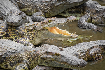Portrait of many crocodiles at the farm in Vietnam, Asia.