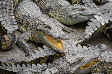 Fototapeta na wymiar Portrait of many crocodiles at the farm in Vietnam, Asia.