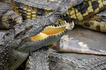 Portrait of many crocodiles at the farm in Vietnam, Asia.