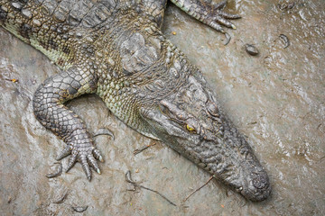 Portrait of many crocodiles at the farm in Vietnam, Asia.