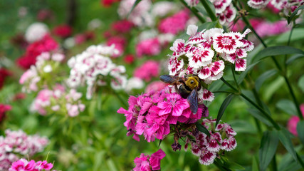 벌이 꿀을 채집 중인 봄에 피는 야생화 갯패랭이 꽃