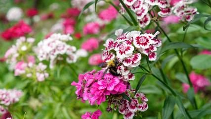 벌이 꿀을 채집 중인 봄에 피는 야생화 갯패랭이 꽃