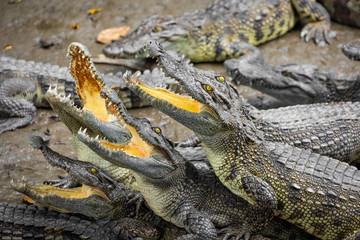 Portrait of many crocodiles at the farm in Vietnam, Asia.