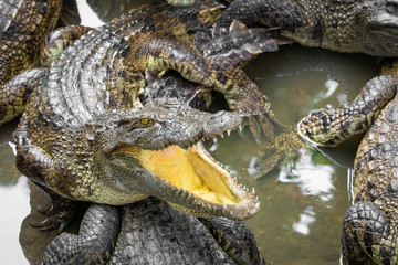 Portrait of many crocodiles at the farm in Vietnam, Asia.