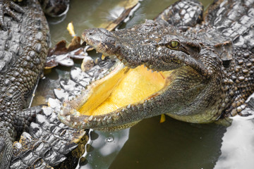 Portrait of many crocodiles at the farm in Vietnam, Asia.