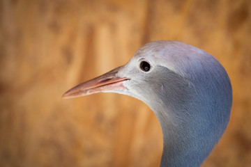 Portrait of Anthropoides paradise or Blue crane, also known a the Stanley or Paradise crane