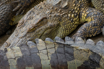 Portrait of many crocodiles at the farm in Vietnam, Asia.